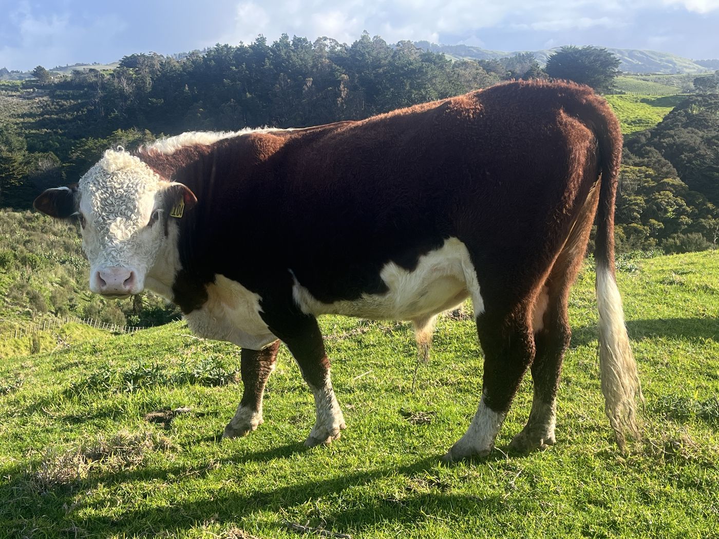 Hereford bull on the farm